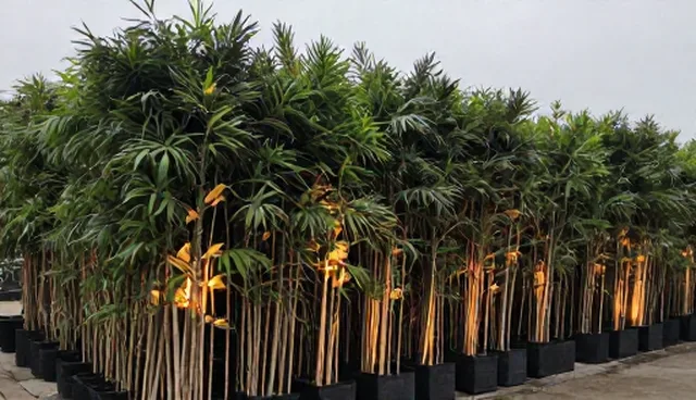 种植技术指导如何影响成本控制效果